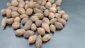 black cardamom
