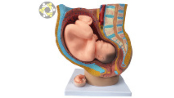 Anatomical Models: Visualizing Fetal Development During Pregnancy1