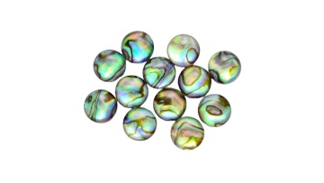Low price good quality abalone for sale abalone shell1