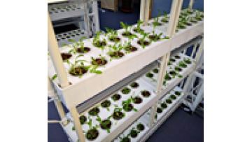 Indoor Hydroponics System for Lettuce, Strawberry, Herb, Celery, and Cabbage1