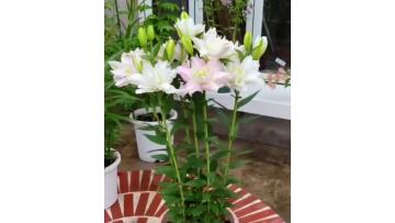 Canova Double petal lily