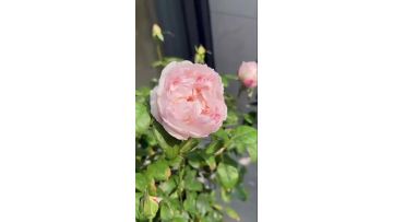 Cocotte Rose Farm