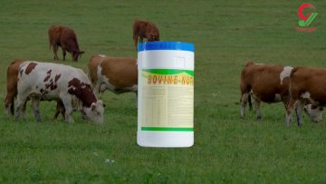 Bovine-nutrient
