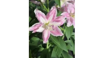 Luck Double Petal Lily