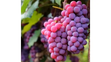 Fresh High Quality Export Supplier Fresh Red Globe Grapes1