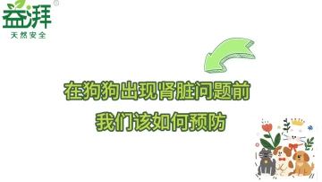 Prevention of Kidney Disease in Dogs