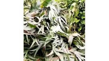 Eucalyptusoil