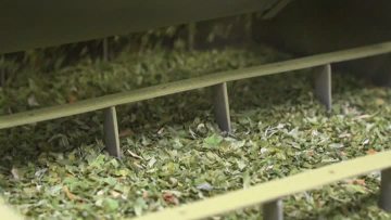 Dried Leek AI Machine Selection