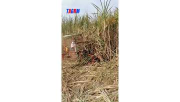 4GP-1 Sugarcane 1-row harvester machine
