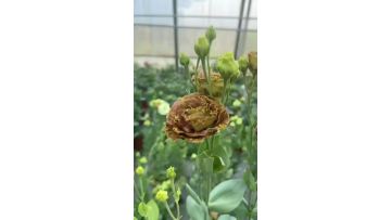 Wholesale Fresh Cut Flower brown Lisianthus for Wedding