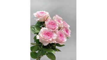 Roselle Rose farm