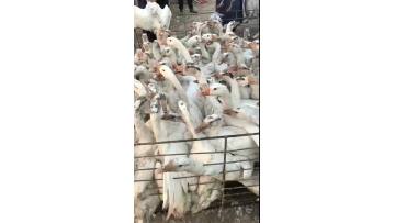 our poultry farm