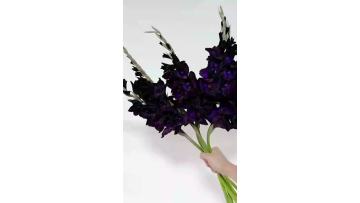 Wholesale Purple Black Gladiolus Cut Flowers Direct from Farm