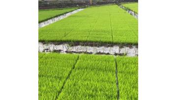 sichuan Organic rice growing