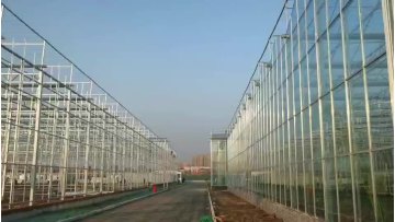 Venlo glass agricultural greenhouse with high quality greenhouse frame for vegetable1