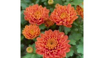 Orange Johnny Chrysanthemum
