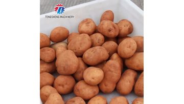 TS-P30 Commercial Drum Potato Washing Machine