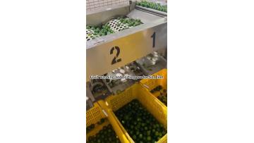 Fruit washing and sorting machine