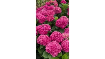 Sea Pink Fresh Cut Hydrangea Flowers Bulk Direct Supply for Florists