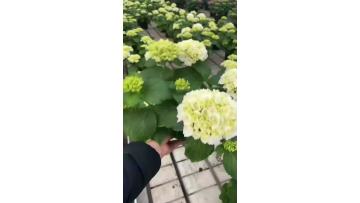High quality white single hydrangea for fresh cut flower export