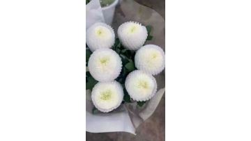 Wholesale Premium Fresh Cut White Ping Pong Chrysanthemum Ball Flower
