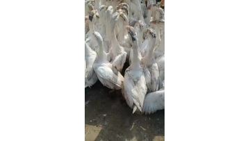 our farm