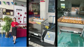 Potato washing peeling machine  ginger peeling machine