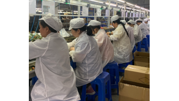 Factory Display Professional assembly line and ins