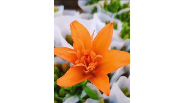 Single Lily Orange Dream