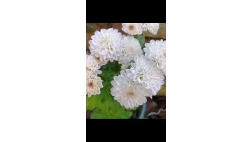 Spray Matisse pink chrysanthemum