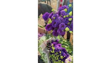 Fresh Cut Wave Dark Purple Lisianthus for Wedding Decor