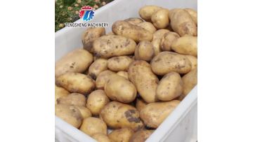 Integrated Potato Processing Line for Food Processing Solutions