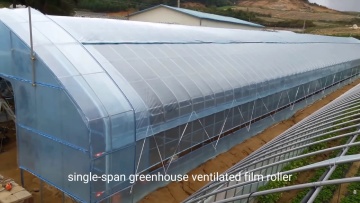 Low Cost Agricultural Single Span Greenhouses with Hydroponic Greenhouse Systems For Sale1