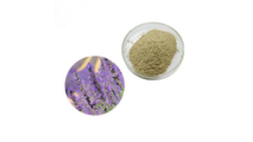 Youth Supply Best Price High Quality Lavender Flower Extract Powder1