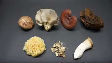 Matsutake Extract