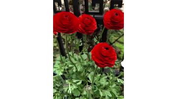 Fresh cut of red Ranunculus