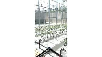 Glass Greenhouse Hydropnic