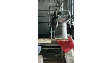 peeled garlic processing 3