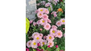 Seoul pink  spray chrysanthemum