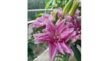 Yan ran Double Lily