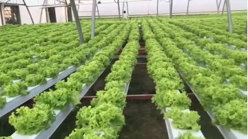 Agricultural Single-span tunnel Film Hydroponics Growing greenhouse for sale1