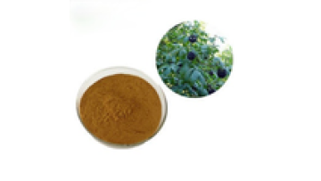 Herbal Extract Siberian Ginseng Extract Acanthopanax Senticosus1