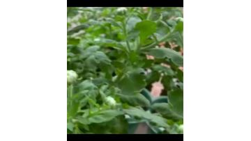 Lantern spray white chrysanthemum