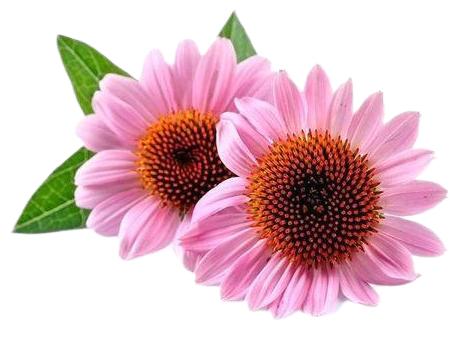Echinacea Herb