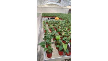 Venlo Glass greenhouse 