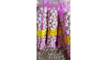 garlic processing 5