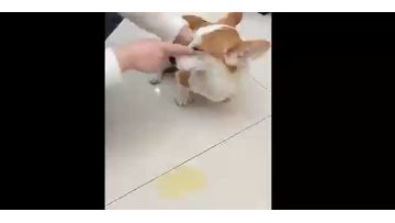 This pet deodorizer can effectively reduce the pet odors and make the air fresher. Add lemon or citrus essence to create a feeling of nature! Safe for pets.