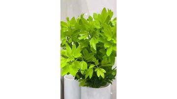 Fresh Cut Choisya ternata wholesale for Floral Arrangement