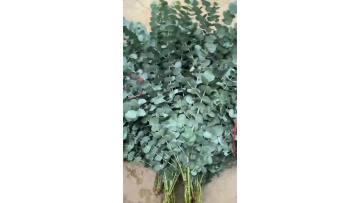 Fresh Cut Flowers Eucalyptus Cinerea Big Leaves Multi-Branches Silver Dollar Eucalyptus for Wedding Decoration