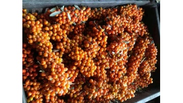 Seabuckthorn concentrated juice 